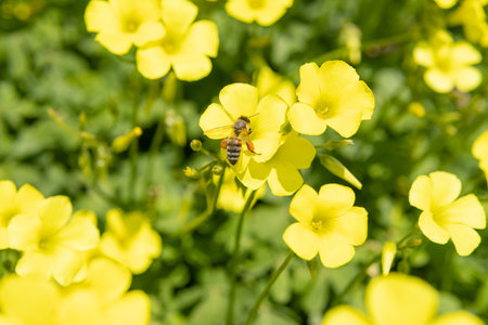 close-up of a meadow with yellow flower,a bee collect pollen for honey