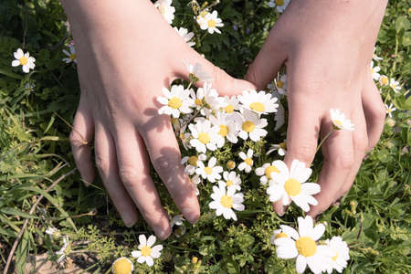 the child wants to pick a bouquet of daisies from a meadow of flowersの写真素材