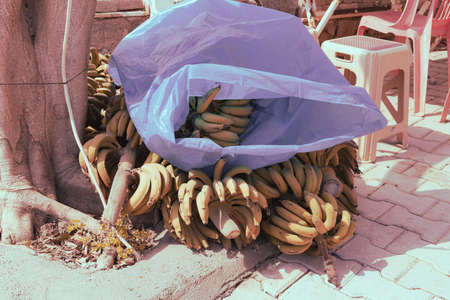 a lot of ripe bananas lie on the floor, plucked for sale for peopleの写真素材