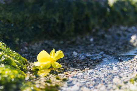 Mountain water flowing with green moss and a yellow flower liesの写真素材