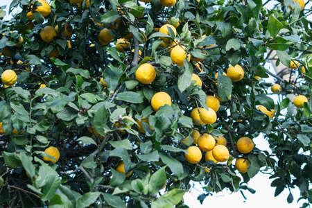 lemon tree with fruits. Many ripe beautiful lemons on a branchの写真素材