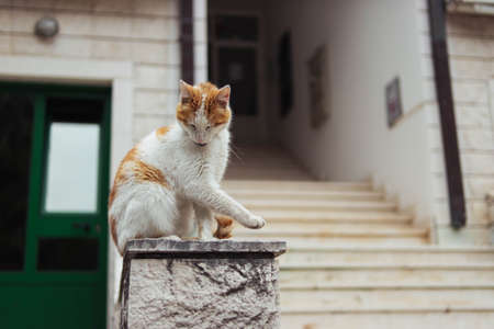 homeless cat of white-red color sits on the railing near the entranceの写真素材