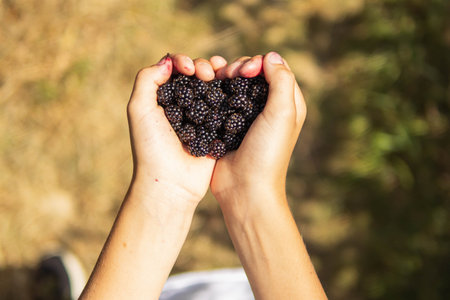 A child holds a heart-shaped freshly picked blackberry in his hands.Close-up of a shiny freshly picked blackberryの写真素材