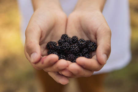 A child holds a shaped freshly picked blackberry in his hands.Close-up of a shiny freshly picked blackberryの写真素材