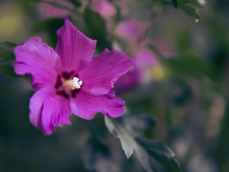 lilac flower close-up background blurred nature background for photo or inscription