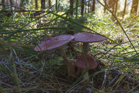 mushrooms in the forest close-up there is a place for an inscription