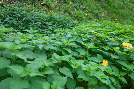 a lot of nettle close-up, a lot of green grass in the forest, there is a place for an inscription