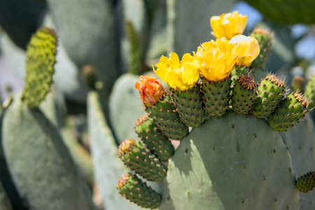 The cactus blooms with beautiful bright yellow flowers that look like a crown.の写真素材