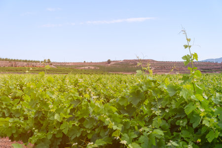Vineyard close-up,top view of the grape bushes of green flowers,there is a place for an inscriptionの写真素材