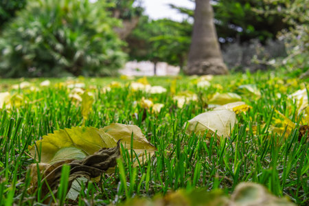 close-up of green grass in the park, there is a place for an inscription