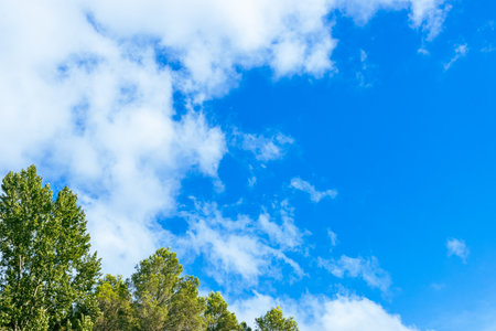 green trees isolated against blue sky. beautiful summer landscape with a place for an inscription.の写真素材