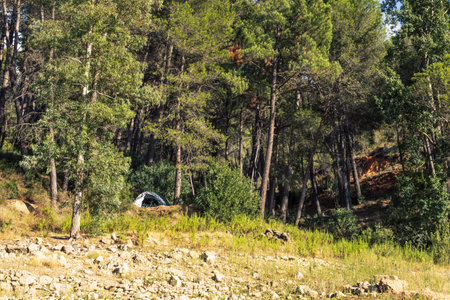 camping in the forest, tent in the forest between the trees, there is a place for an inscriptionの写真素材