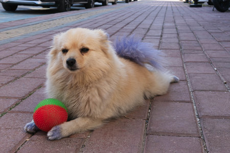 small brown dog playing with a red-green ball in the streetの写真素材