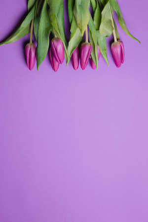 Beautiful purple tulip background. Purple tulips. Close upの写真素材