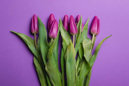 Beautiful purple tulip background. Purple tulips. Close upの写真素材