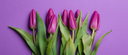 Beautiful purple tulip background. Purple tulips. Close up