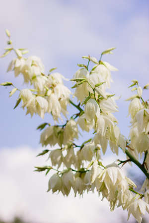 Close up of many flowers of the yucca plant in bloom. yucca flowerの写真素材