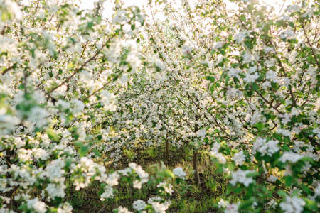 Blossoming apple orchard in spring. Europe. Beauty world.の写真素材