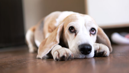 Close up The beagle dog lies on the floor sad, sick, bored and looks up at the ownerの写真素材