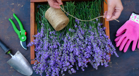 Womans hands tying a bouquet of lavender with twine. Making a fresh lavender bouquetの写真素材