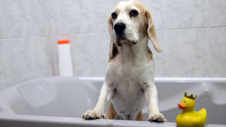 A cute funny beagle dog having a bath with yellow rubber duck. Pets care, grooming.の写真素材