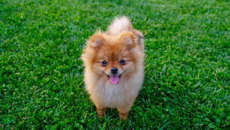 Young red Pomeranian spitz puppy on a walk in the gardenの写真素材