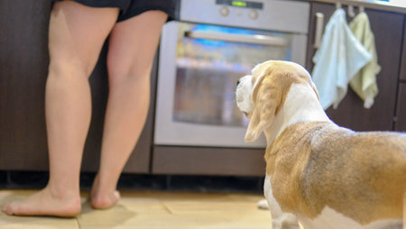 Friendly female owner feeding dog at the kitchen. Feeding conceptの写真素材