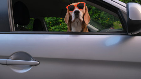 happy beagle dog poked her snouts out of the car window during a summer family tripの写真素材