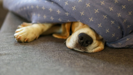 Beagle dog black nose peeks out from under the gray blanket. The dogs muzzle is covered with a grayish blanket. The pet hid. A sleeping animal.の写真素材