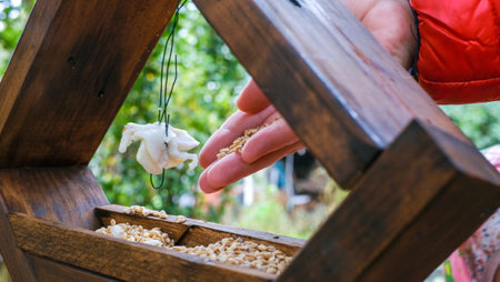 A woman pours millet into a bird feeder. A young woman feeds birds in the autumn garden.の写真素材