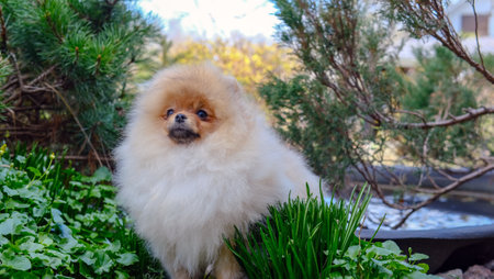 small red pomeranian spitz puppy standing outdoorsの写真素材