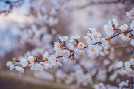 spring flowerの写真素材