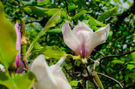 Group of Pink Frangipani isolated on Whiteの写真素材