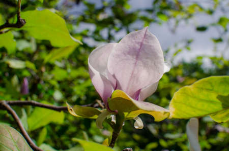 Group of Pink Frangipani isolated on Whiteの写真素材