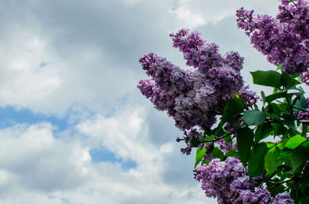 Spring flowers. Beautifully blossoming tree branchの写真素材