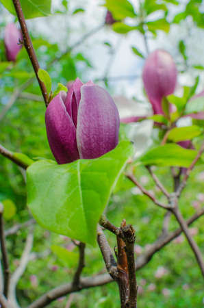 Group of Pink Frangipani isolated on Whiteの写真素材
