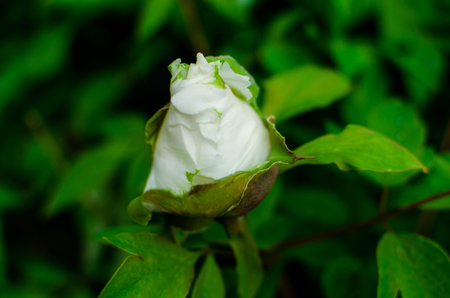 Spring flowers. Beautifully blossoming tree branchの写真素材