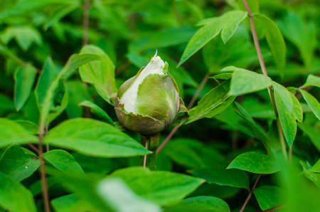 Spring flowers. Beautifully blossoming tree branchの写真素材