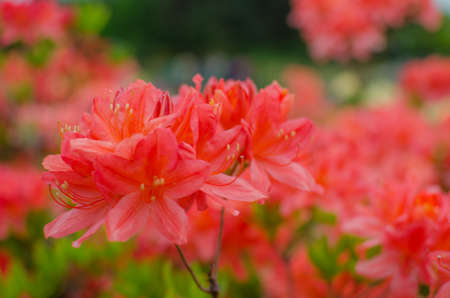 Spring flowers. Beautifully blossoming tree branchの写真素材