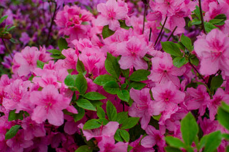 Spring flowers. Beautifully blossoming tree branchの写真素材