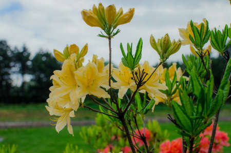 Group of Pink Frangipani isolated on Whiteの写真素材