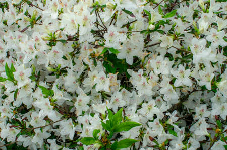 Spring flowers. Beautifully blossoming tree branchの写真素材