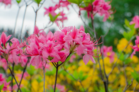 Group of Pink Frangipani isolated on Whiteの写真素材