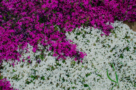 Spring flowers. Beautifully blossoming tree branchの写真素材