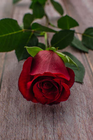 Red rose and Valentines day hearts on wood. copy space for textの写真素材