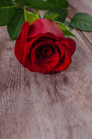 Red rose and Valentines day hearts on wood. copy space for textの写真素材