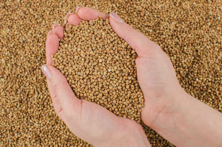 man holding handful of Buckwheat groats texture premium grain background closeup fragment, top view, only hands visibleの写真素材