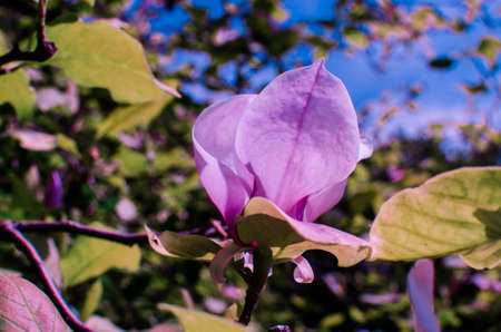 Magnolis tree, magnolia flowers Spring backgroundの写真素材