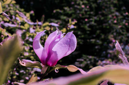 Magnolis tree, magnolia flowers Spring backgroundの写真素材