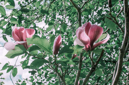Magnolis tree, magnolia flowers Spring backgroundの写真素材
